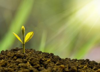 Le retour de la croissance économique en Tunisie