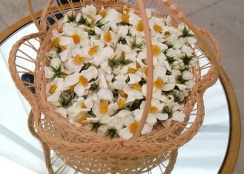 Ne ratez pas le Festival de l’églantier de Zaghouan