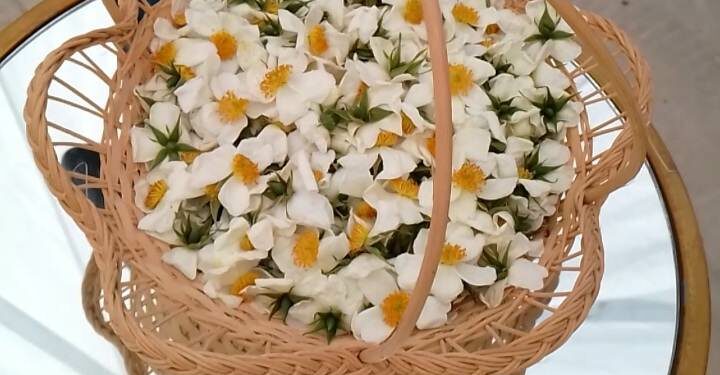 Ne ratez pas le Festival de l’églantier de Zaghouan