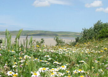 Le festival du printemps d’Ichkeul démarre à Bizerte