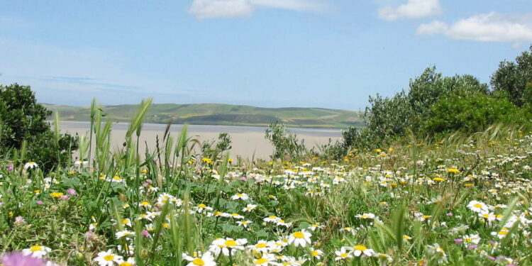 Le festival du printemps d’Ichkeul démarre à Bizerte
