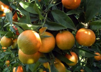 Baisse remarquable de la production d’agrumes à Nabeul