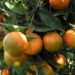 Baisse remarquable de la production d’agrumes à Nabeul