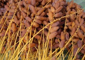 Plus de 69 mille tonnes de production de dattes à Tozeur en 2023