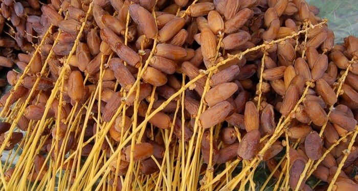 Plus de 69 mille tonnes de production de dattes à Tozeur en 2023