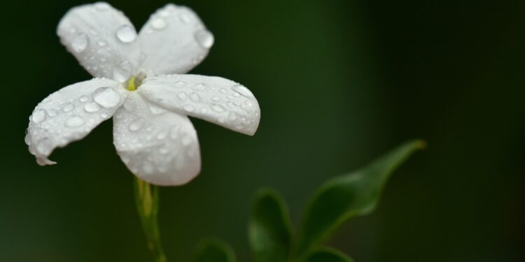 Senteur jasmin de Tunisie