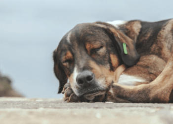 30% des chiens errants infectés par la rage en Tunisie ?
