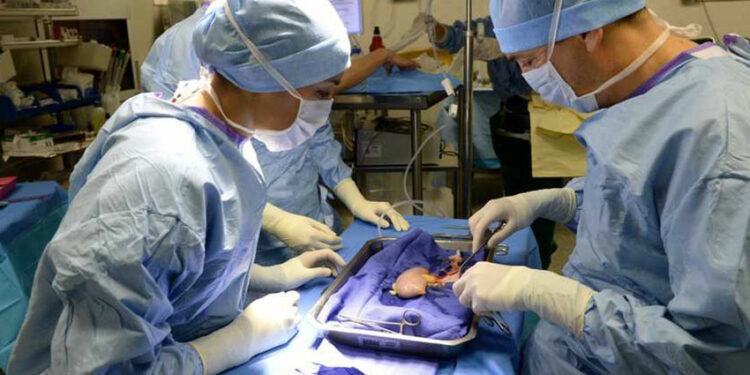 Tunisie : 52 personnes sauvées grâce aux dons d’organes en 2022