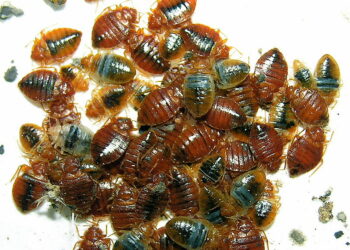 Punaises de lit : La Tunisie active la veille sanitaire