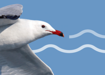 3ème Symposium méditerranéen sur l’écologie et la conservation des oiseaux marins