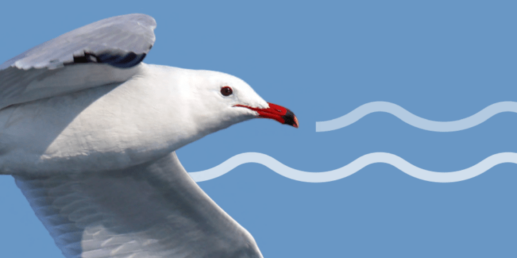 3ème Symposium méditerranéen sur l’écologie et la conservation des oiseaux marins