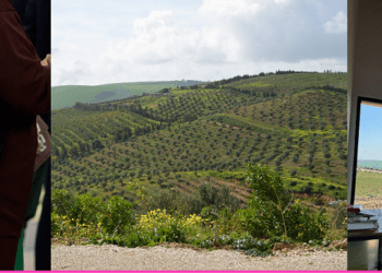 Projet Elyssa : Appel à candidatures pour les artistes visuels et musiciens confirmés