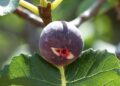 5 fruits d’été savoureux et incontournables en Tunisie