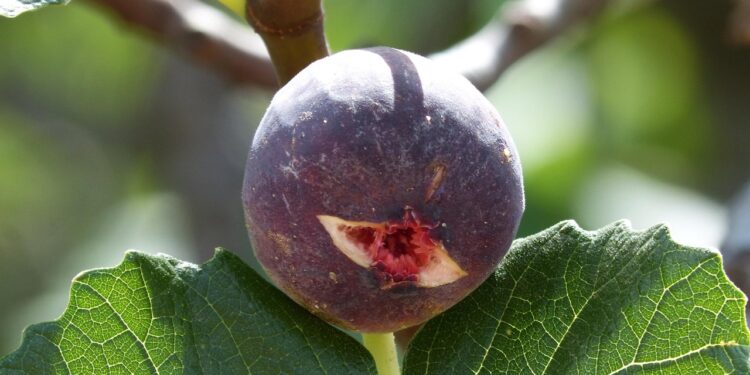 5 fruits d’été savoureux et incontournables en Tunisie